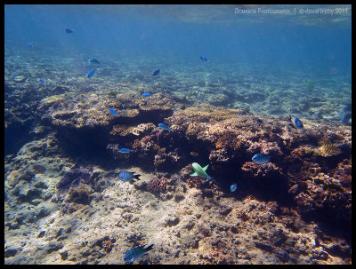 Parrotfish, sergeants and chromis at the Coral Cascades