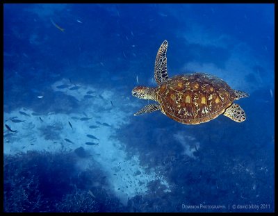 Green turtle 5