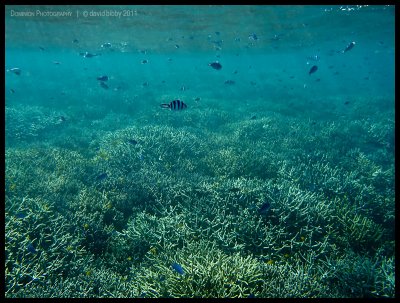 In the shallows near Heron Bommie