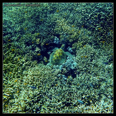 Green turtle 6