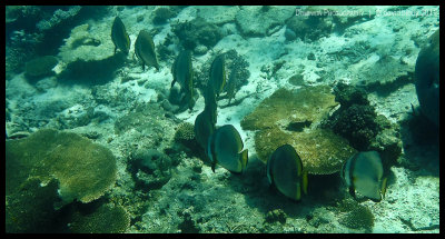 Golden spadefish