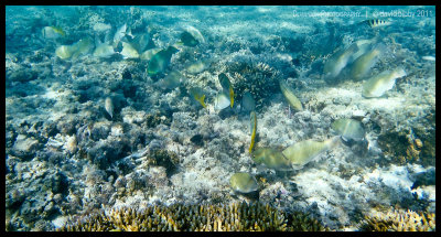 Schooling parrotfish