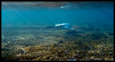 Cowtail ray 2