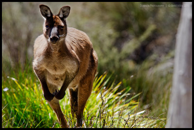 Kangaroo Island