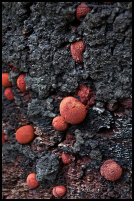 Yacca gum nodules