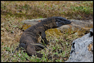 Goanna