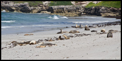 Sea lions
