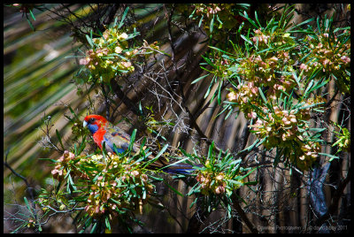 Crimson rosella