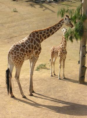 Giraffes.JPG