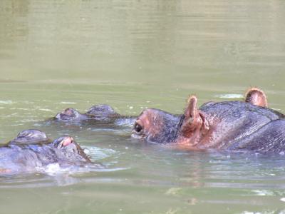 Hippos.JPG