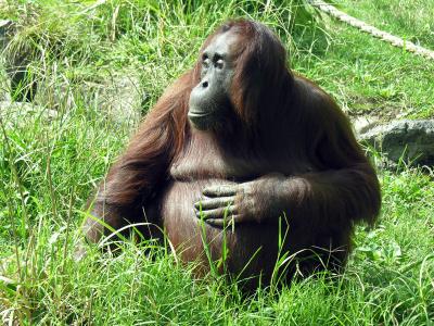 Orangutan - adult female1.JPG