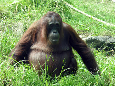 Orangutan - adult female2.JPG