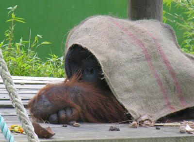 Orangutan - adult male.JPG