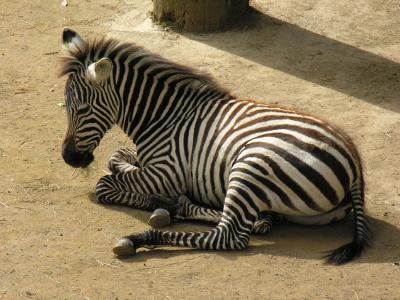 Zebra foal.JPG