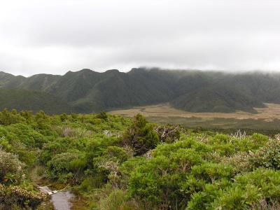 Ahukawakawa swamp 1