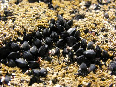 Goat Island Marine Reserve - Baby mussels