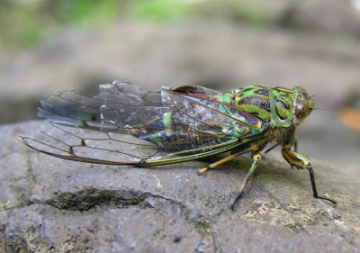 Kitekite Falls - cicada