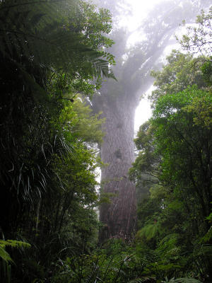 Tane Mahuta