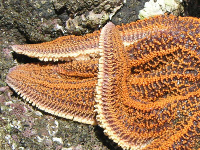 Te Henga - starfish1