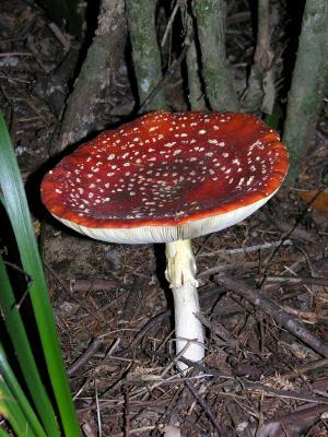 Te Wairoa - fungi.JPG