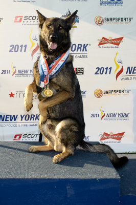 Police Service Dogs -- Obedience, Agility, Box Search, Protection