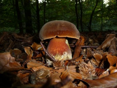 Le bolet, le champignon photogénique par excellence !