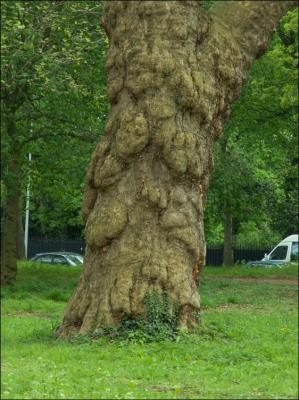Vieil arbre du Bois de Boulogne.