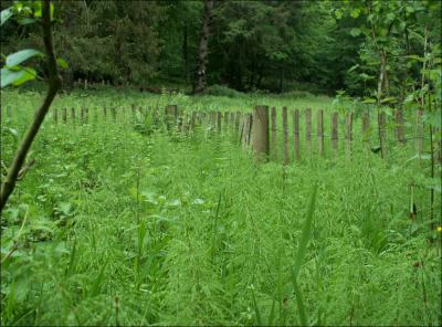 Equisetum sylvaticum, la prle des bois appele aussi queue de cheval.