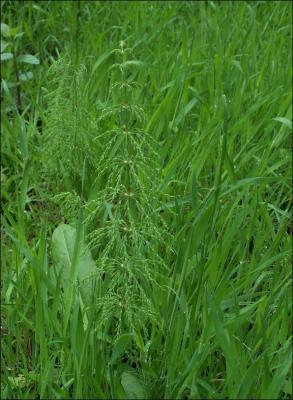 Equisetum sylvaticum, la prêle des bois appelée aussi queue de cheval.