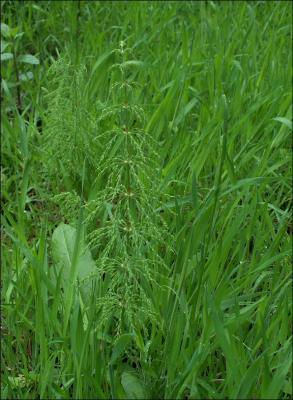 Equisetum sylvaticum, la prle des bois appele aussi queue de cheval.