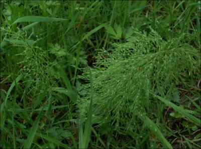 Equisetum sylvaticum, la prêle des bois appelée aussi queue de cheval.