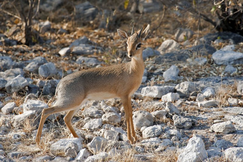 Damara Dik-dik