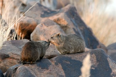 Dassie - Namibia