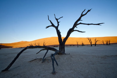 Dead Vlei