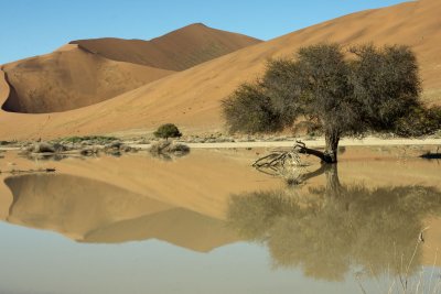 Neighbourhood Dead Vlei