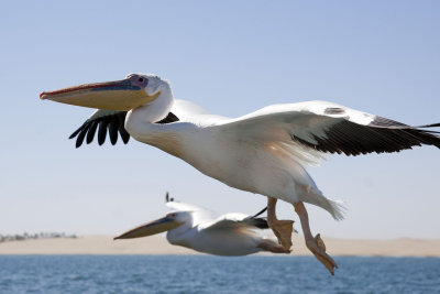 Great White Pelican