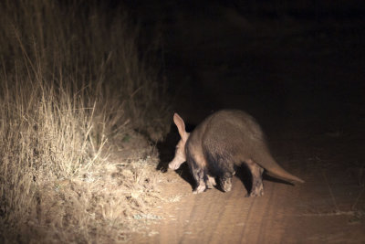 Aardvark