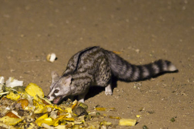 Genet Cat