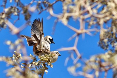 Cape Sparrow