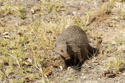 Banded Mongoose