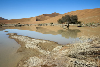 Neighbourhood Dead Vlei