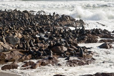 Fur Seals