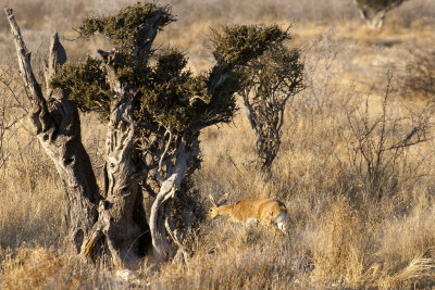 Steenbok