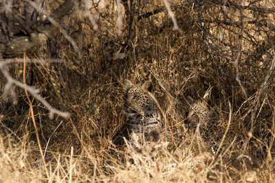 Leopard Cubs