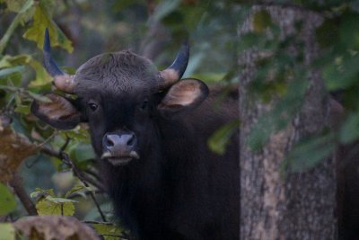  Gaur (Indian bison)