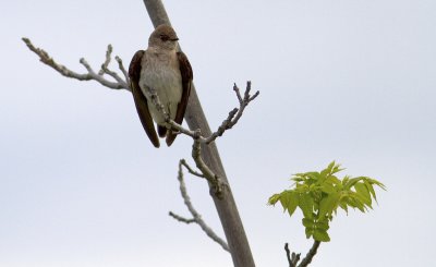 Northern Rough-winged Swallow