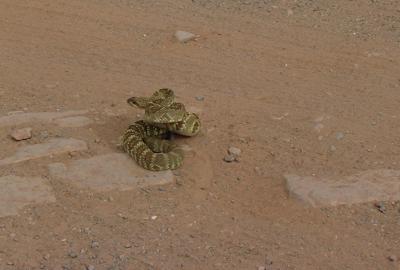  Harman here was coiled with a big smile as the group drove by !!!