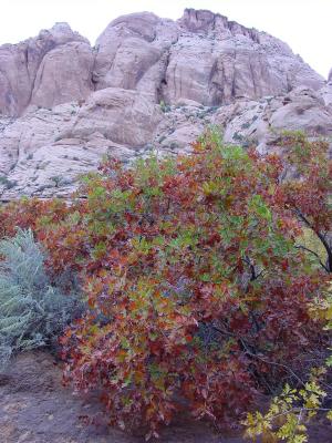  Its fall and this oak shows its color !!!