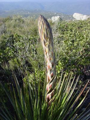 Yucca growing up !!!!