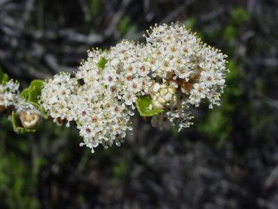 Chaparral Whitethorn !!! Also part of Buckthorn family